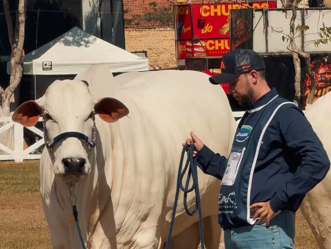 Nelore branco de frente na pista, conduzido pelo tratador de jaqueta azul segurando o cabresto, durante a exposição agropecuária